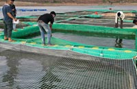 Cage Culture Fish Farming Training Courses in Maharashtra, India